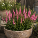 Veronika špicatá (Veronica spicata) ´ANIVERSARY ROSE´ kont. C1L
